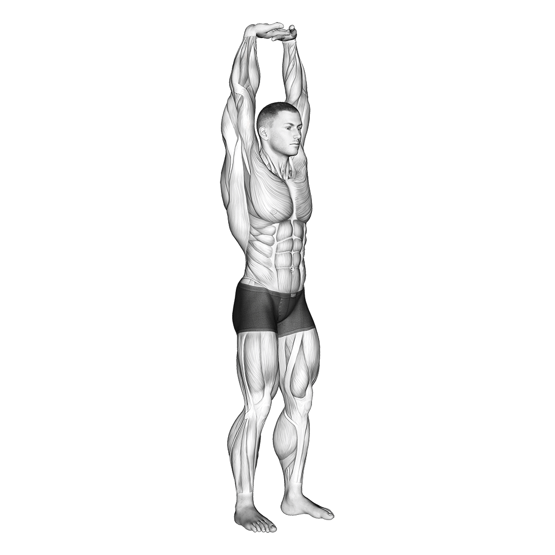 overhead extension bicep stretch