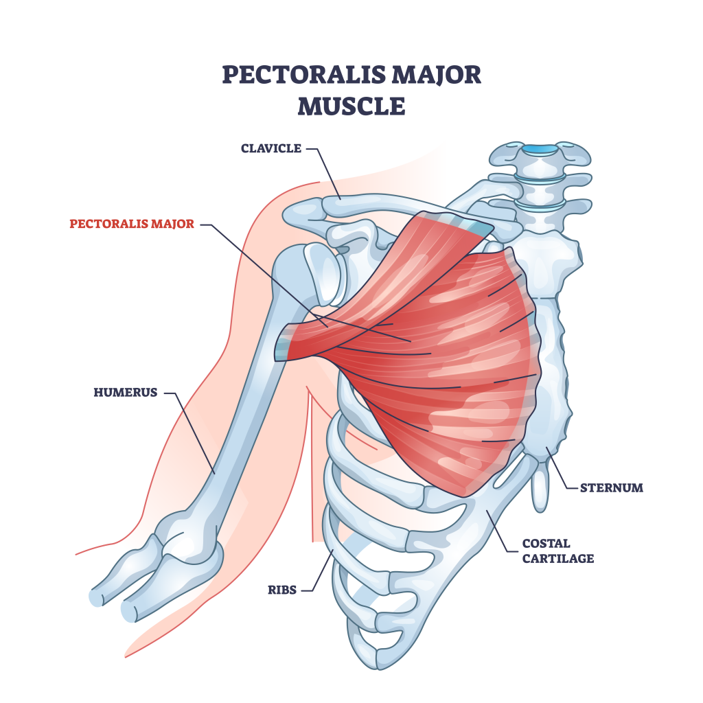 pectoralis major muscle
