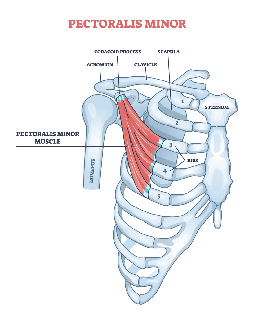 pectoralis minor