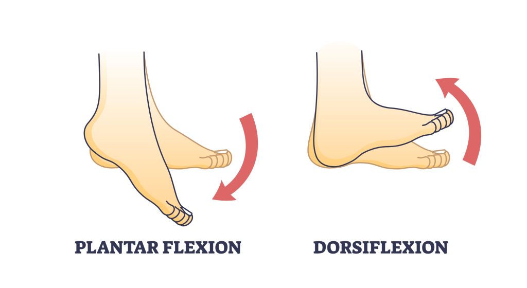 plantarflexion and dorsiflexion