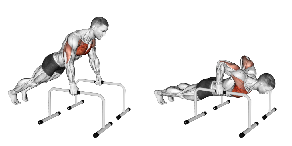 push up bars muscles