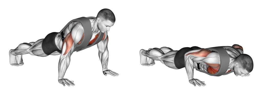 weighted push up muscles