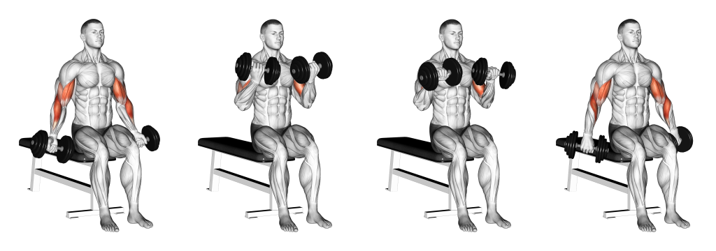 zottman curl muscles