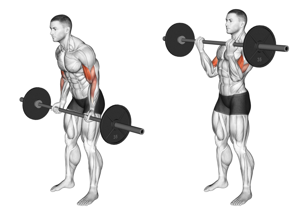 barbell cheat curl muscles