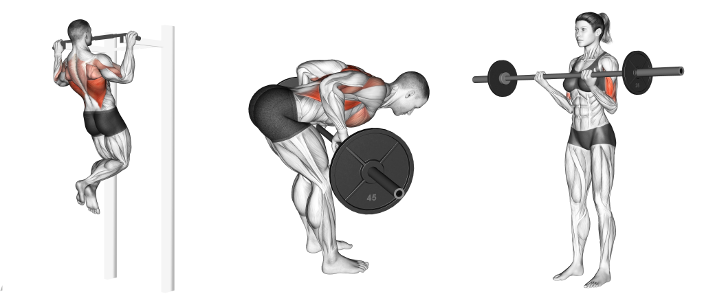 common pull day exercises