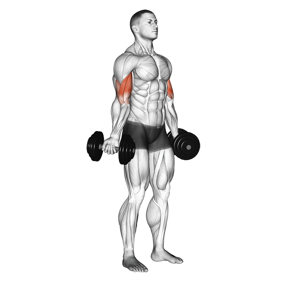 lateral bicep curls
