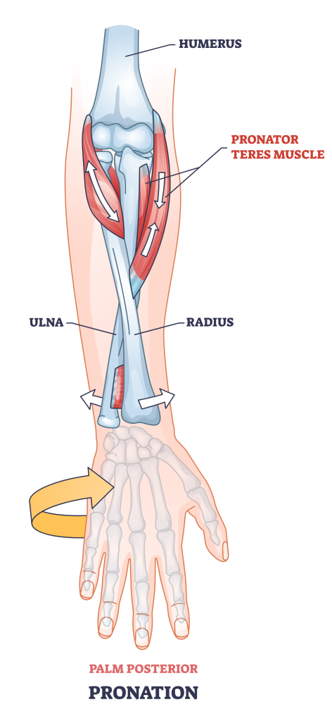 palm pronation