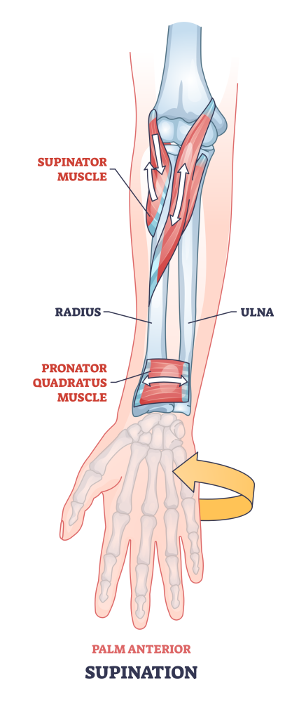 palm supination