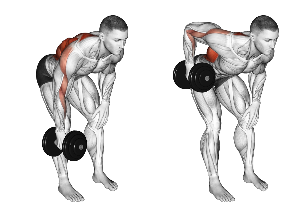 single arm bent over row muscles