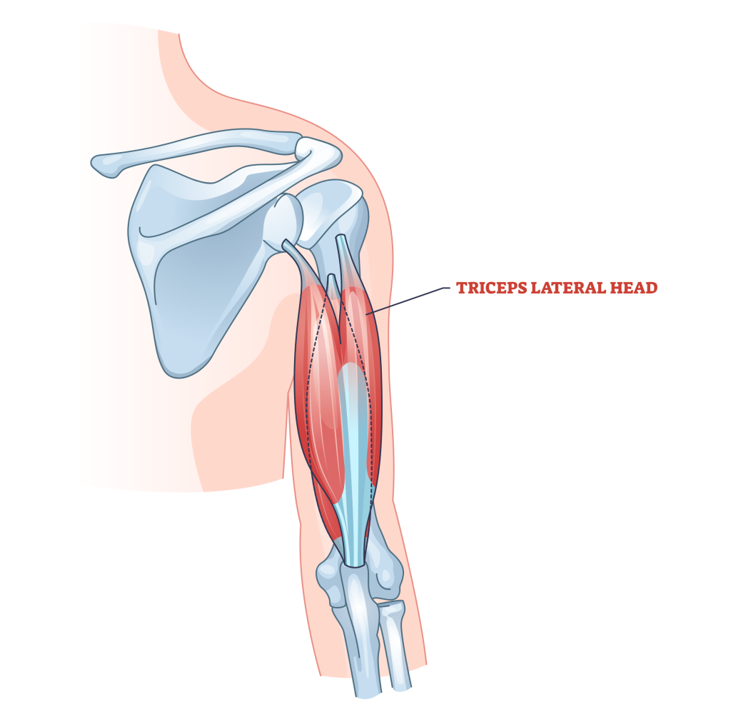 triceps lateral head