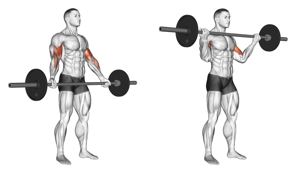 wide barbell curl muscles