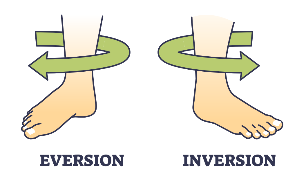 ankle eversion and inversion