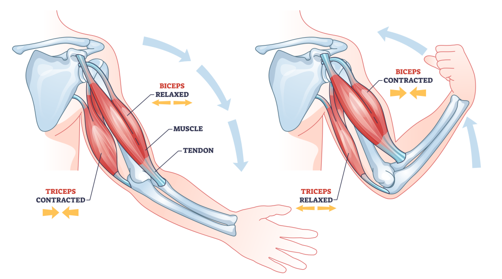 bicep and tricep relationship