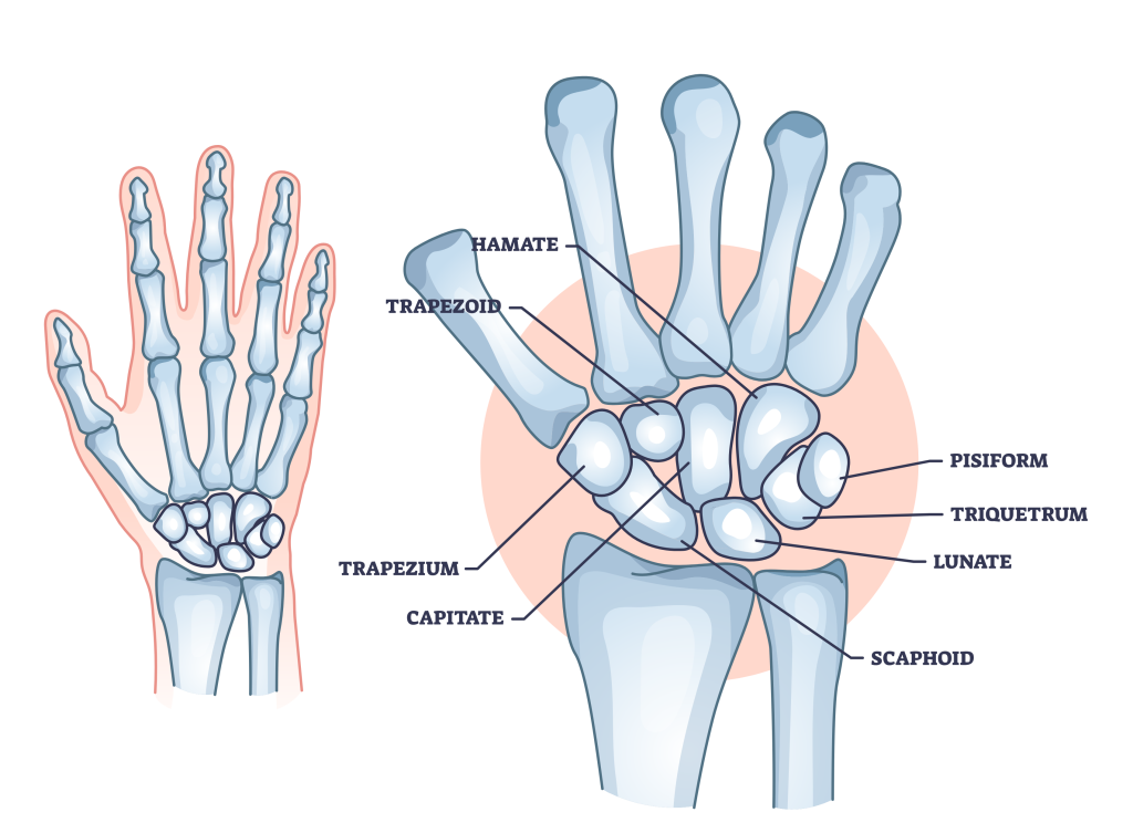 carpal bones
