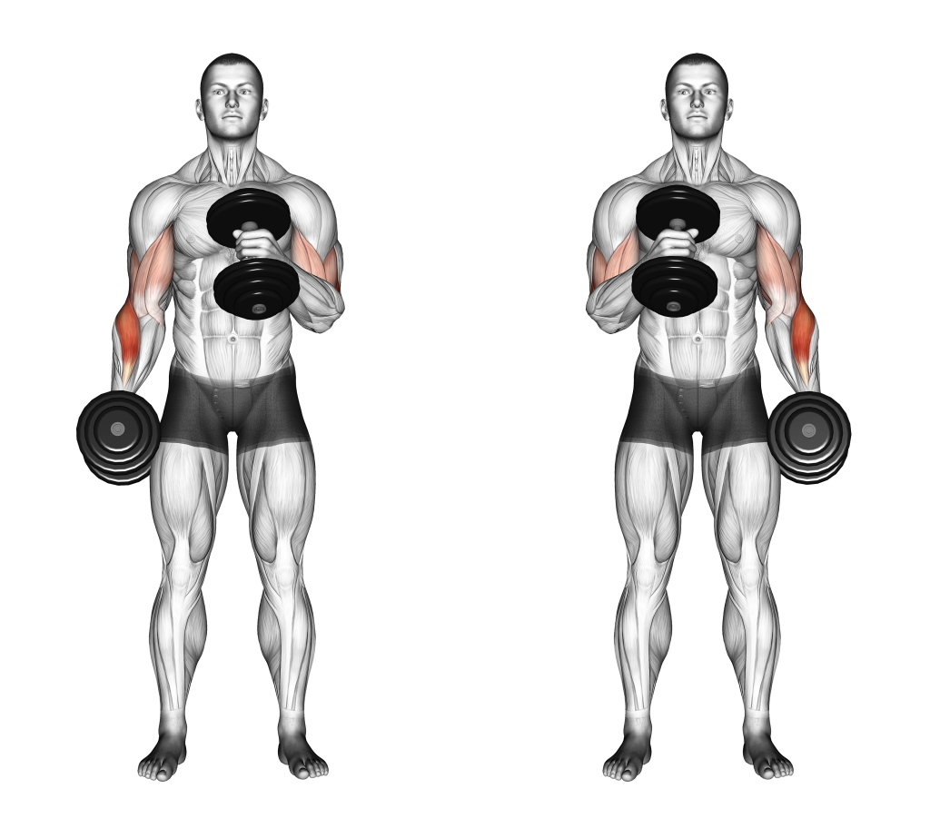 cross body hammer curl muscles