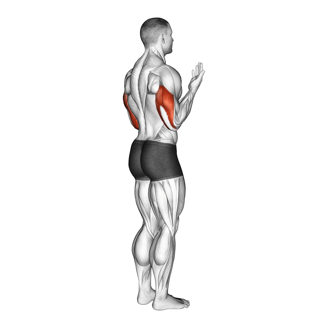 elbow extension biomechanic