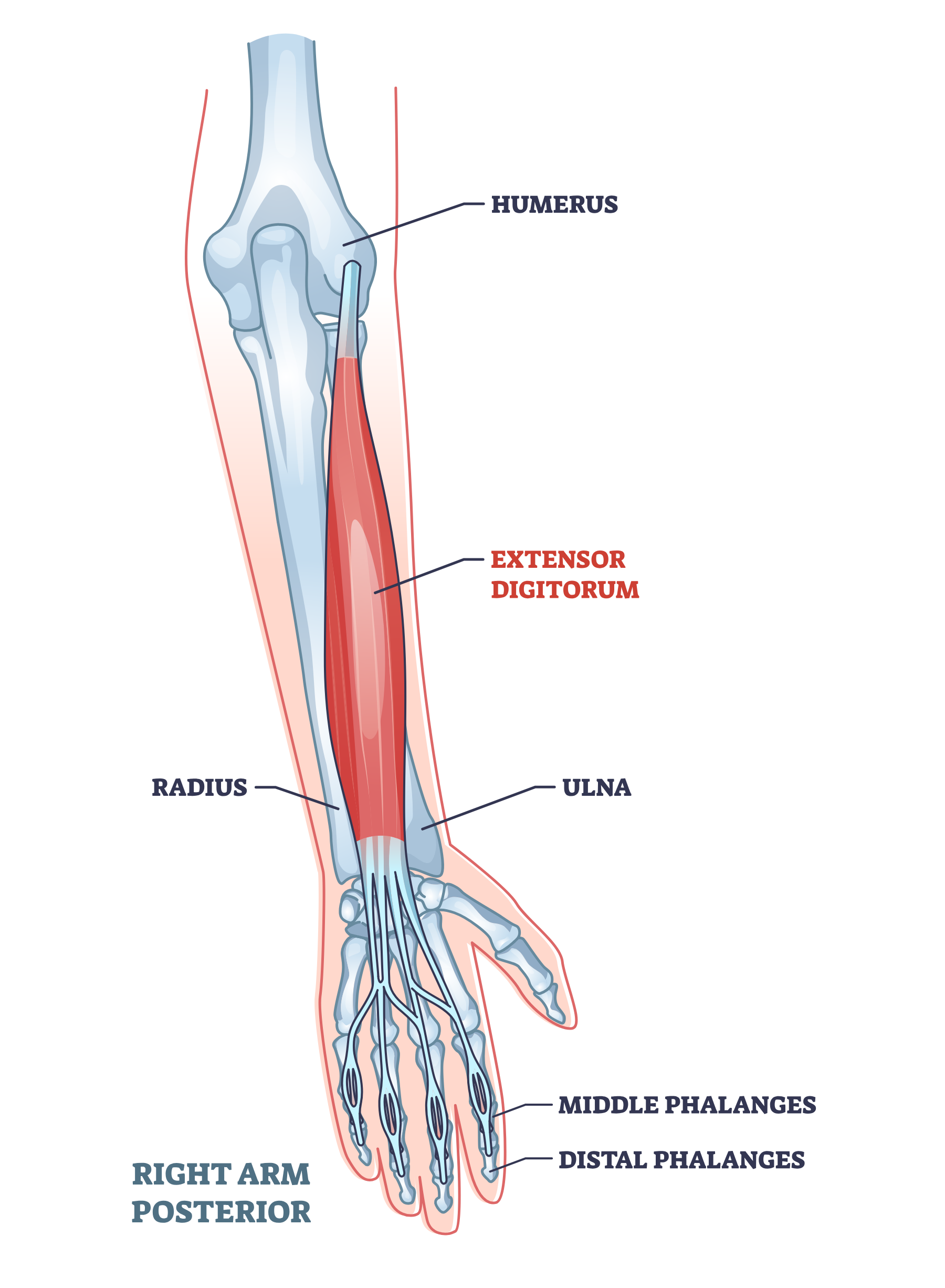 extensor digitorum