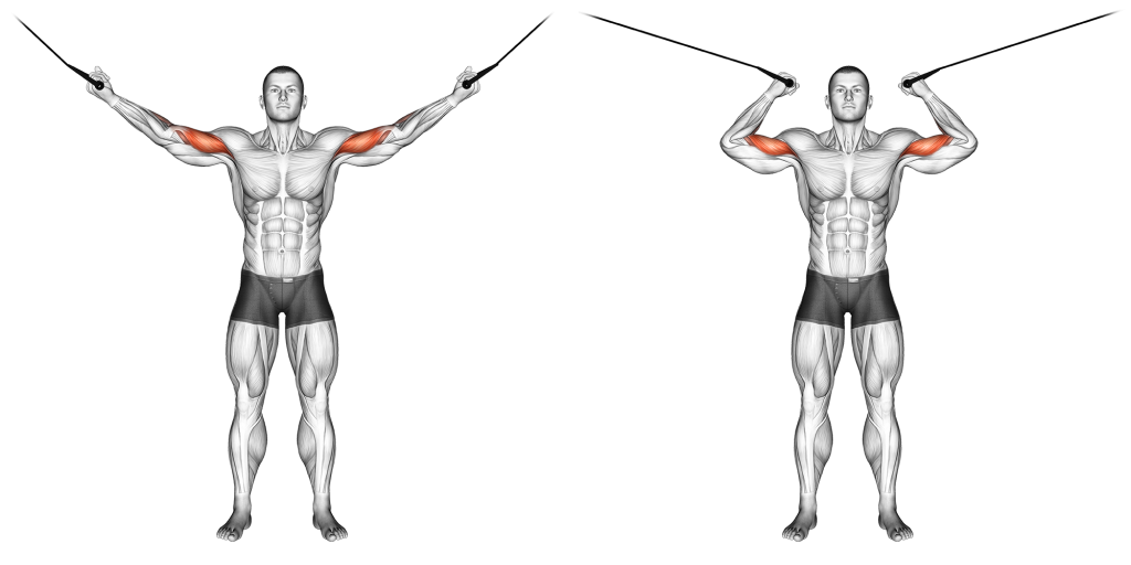 high pulley cable curl muscles