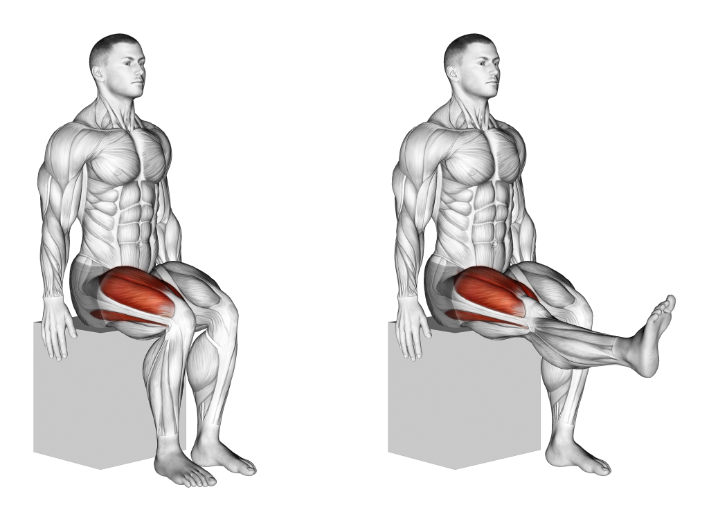 knee extension muscles