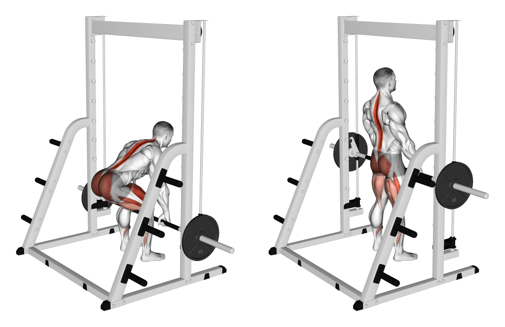 smith machine deadlift muscles