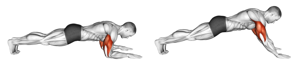 sphinx push up muscles