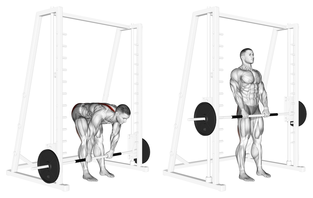 stiff legged smith deadlift muscles