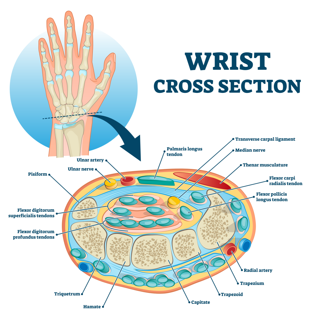 wrist cross section anatomy