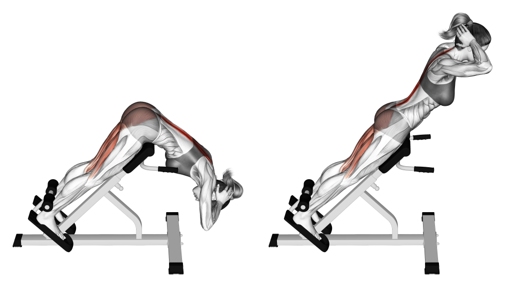 back extension muscles