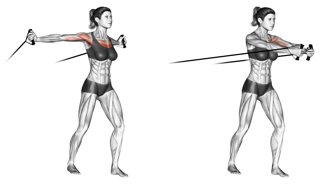 band chest fly muscles