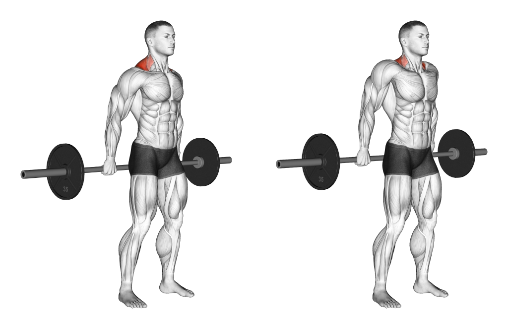 behind the back shrug muscles