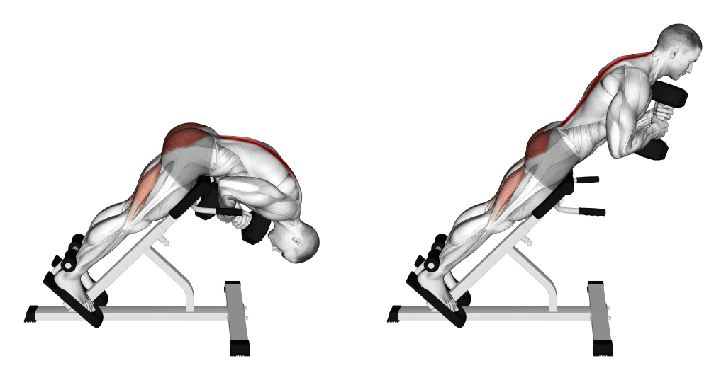 dumbbell back extension muscles