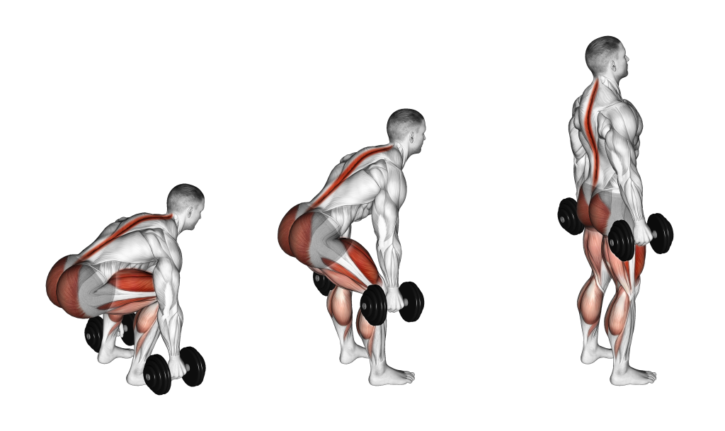 dumbbell deadlift muscles