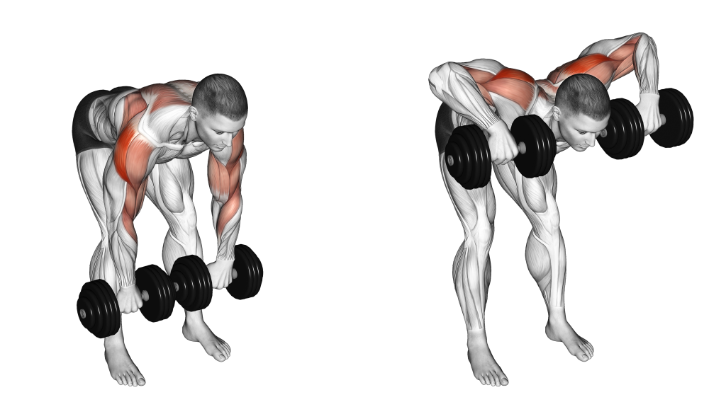 dumbbell face pull muscles