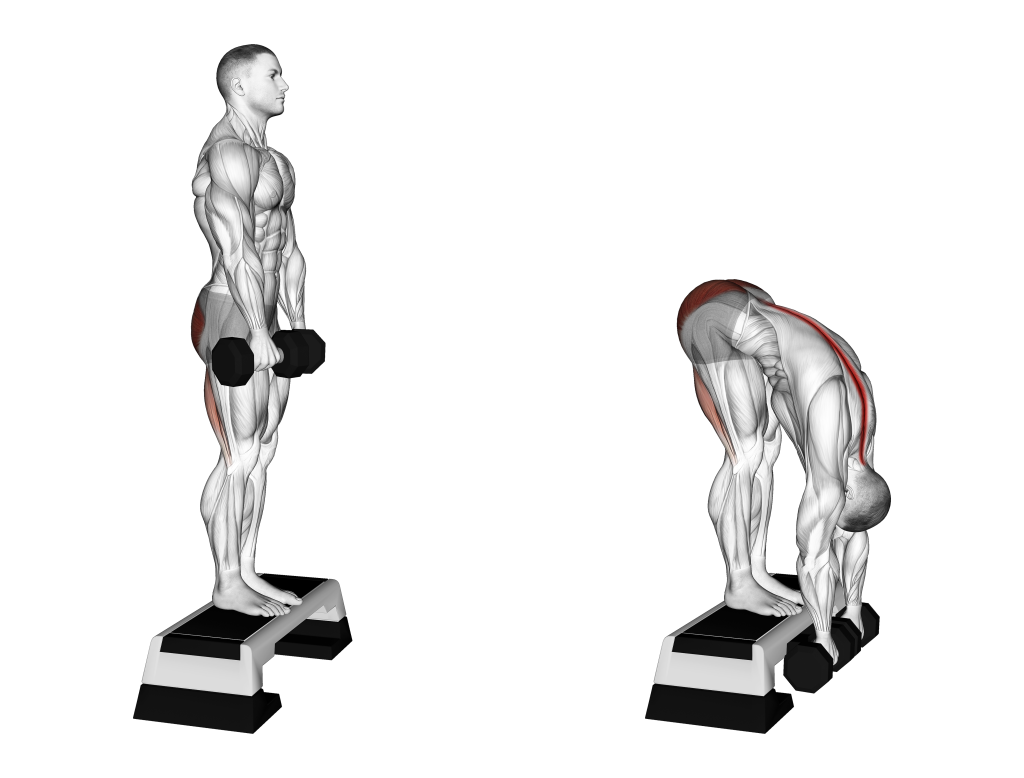 dumbbell jefferson curl muscles