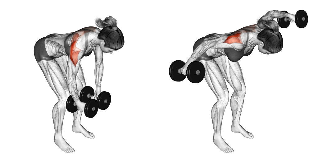 dumbbell rear delt fly muscles
