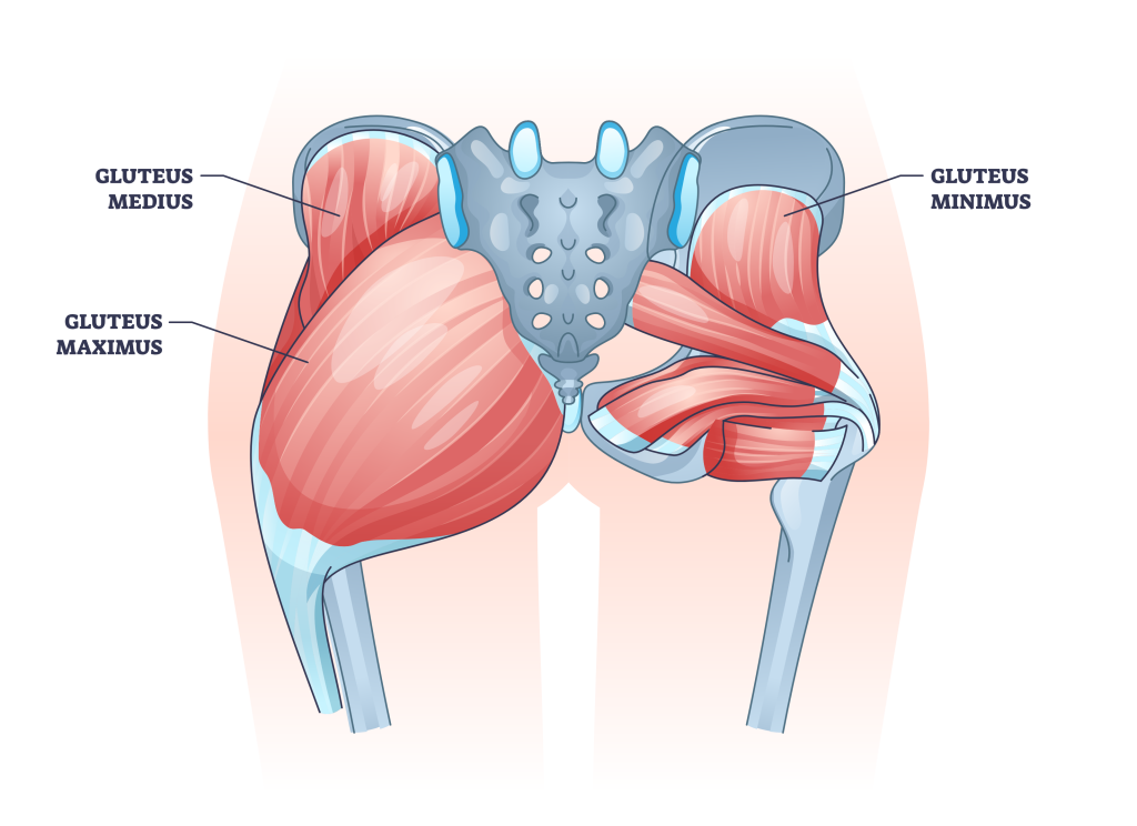 glutes
