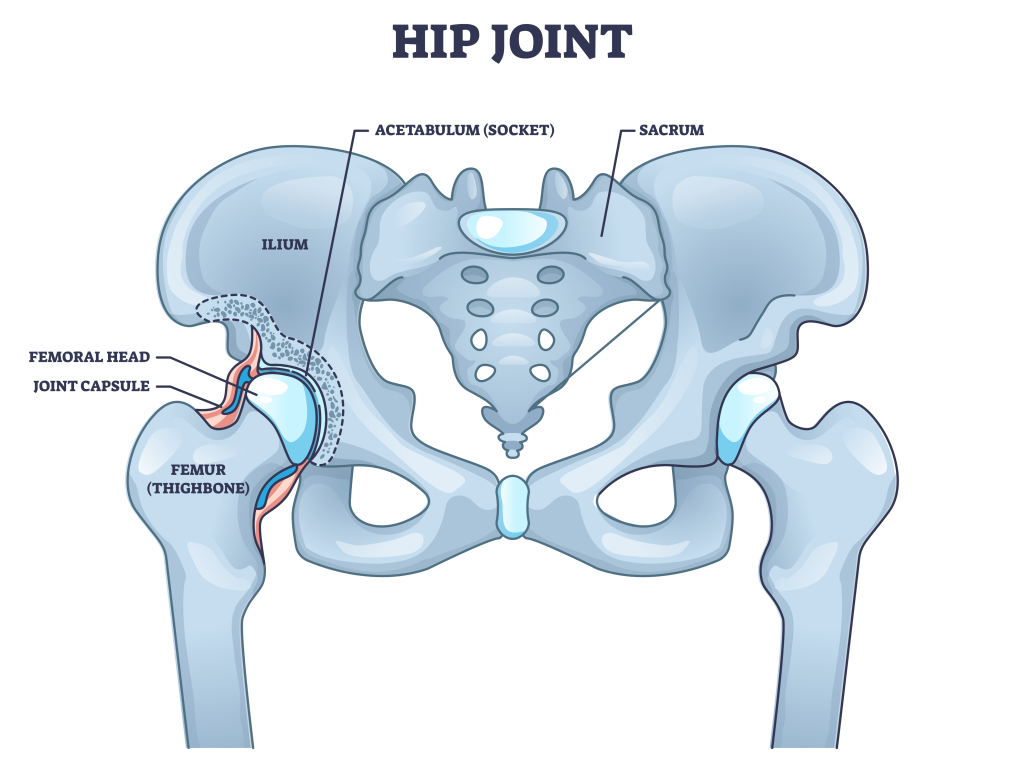 hip joint anatomy