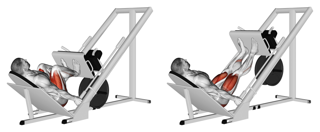 narrow stance leg press muscles