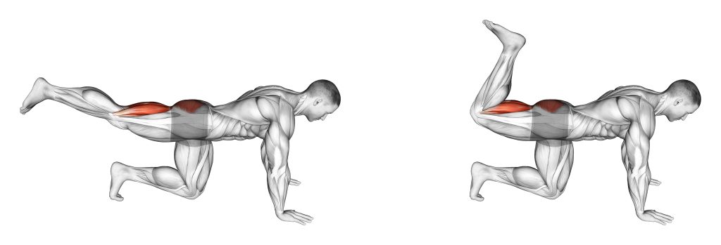 quadruped leg curl muscles