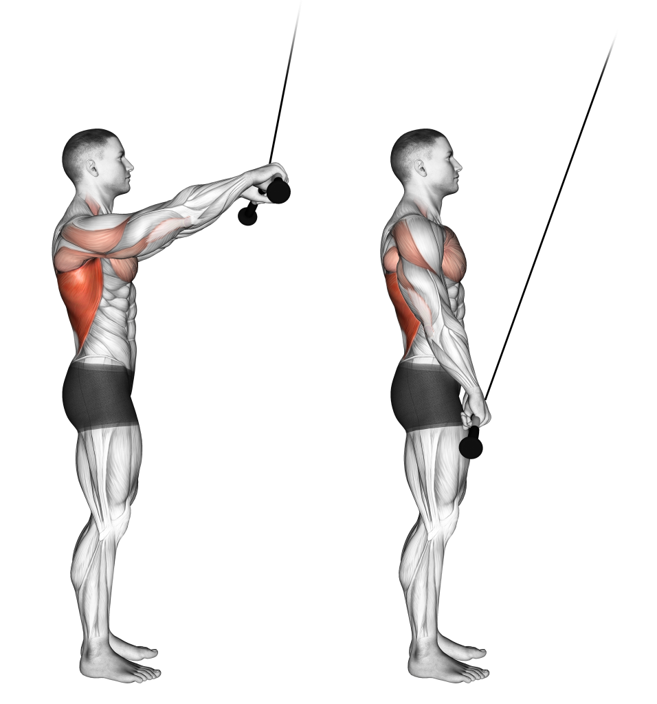 straight bar cable pushdown muscles