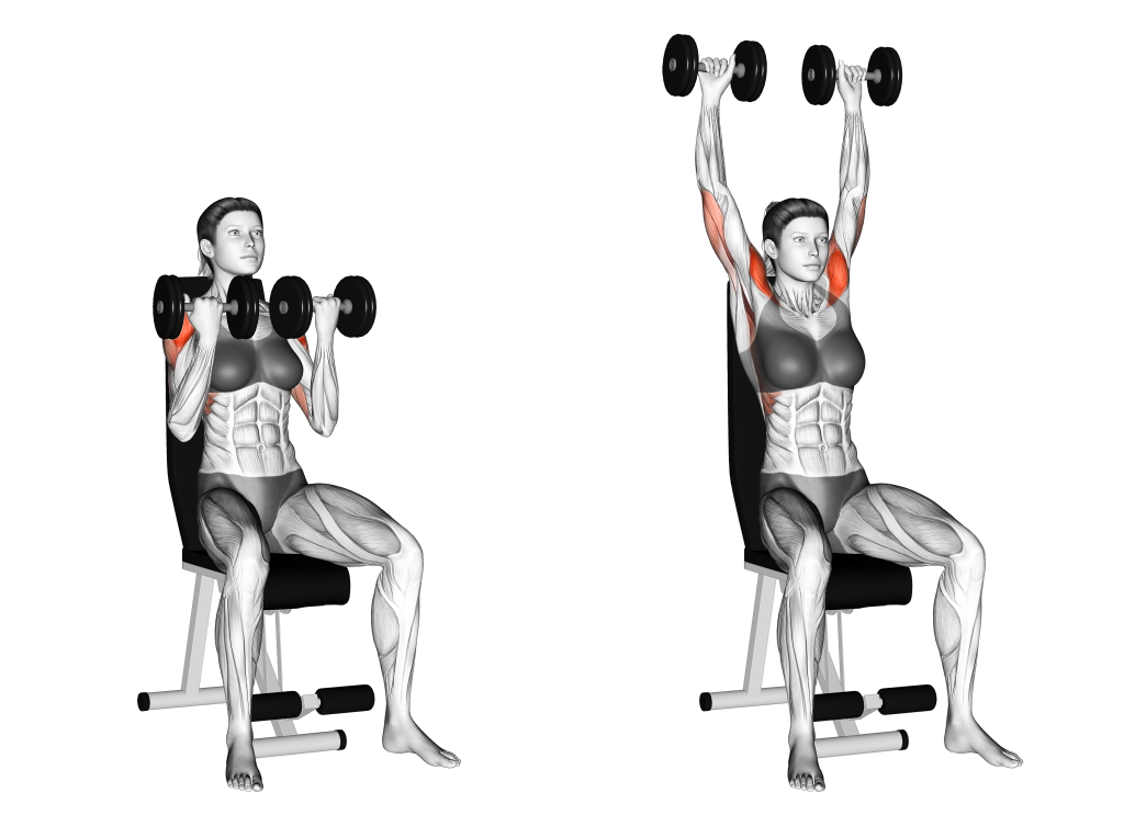 arnold press muscles