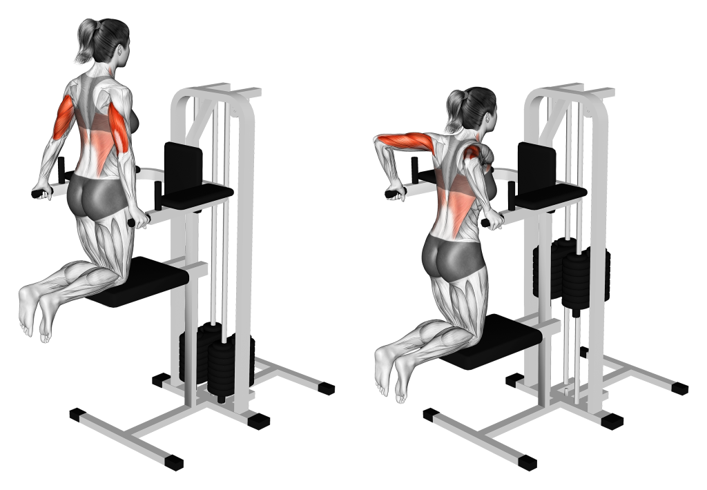 assisted dip muscles
