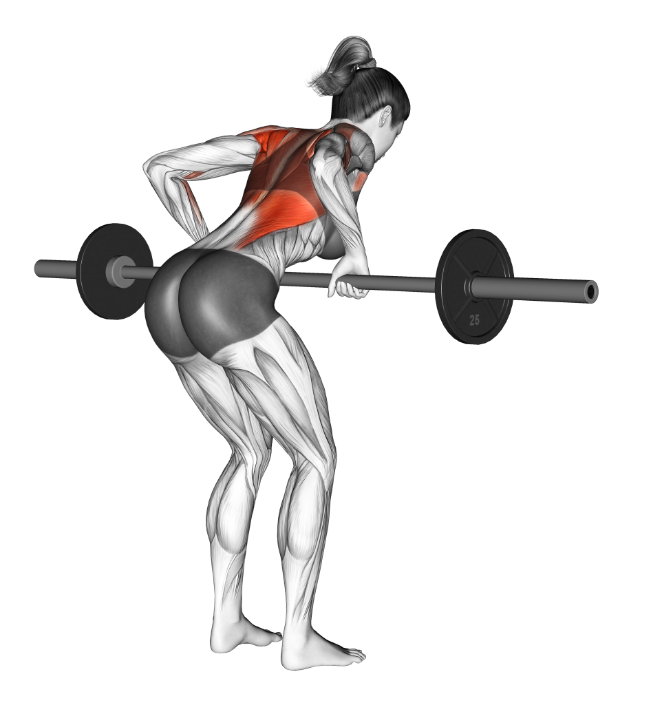 barbell row example