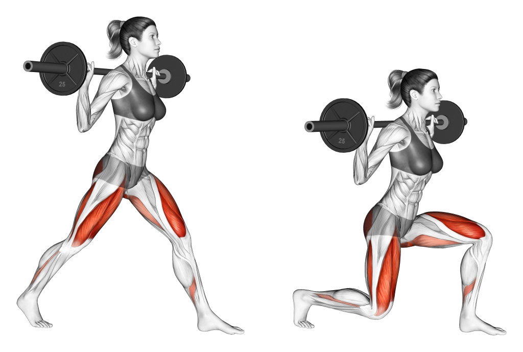 barbell split squat muscles