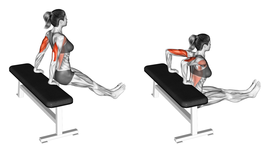 bench dip on floor muscles