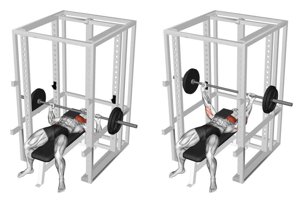 board press muscles