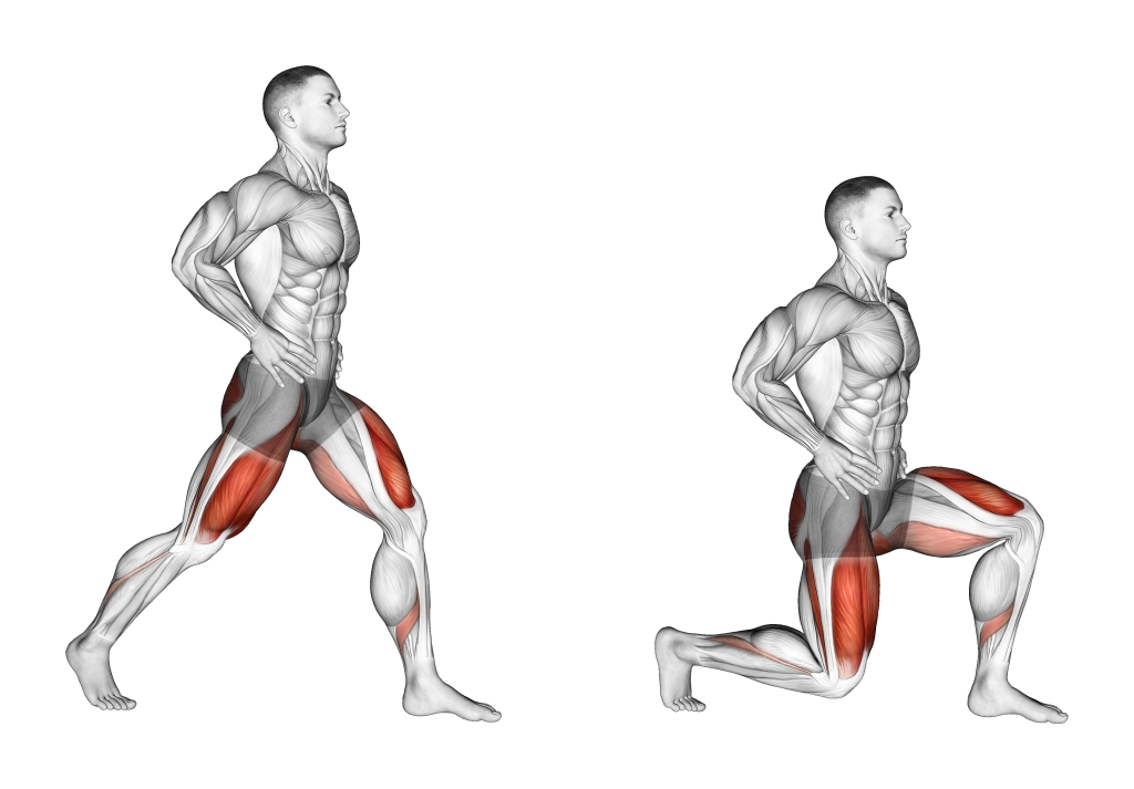 bodyweight split squat muscles