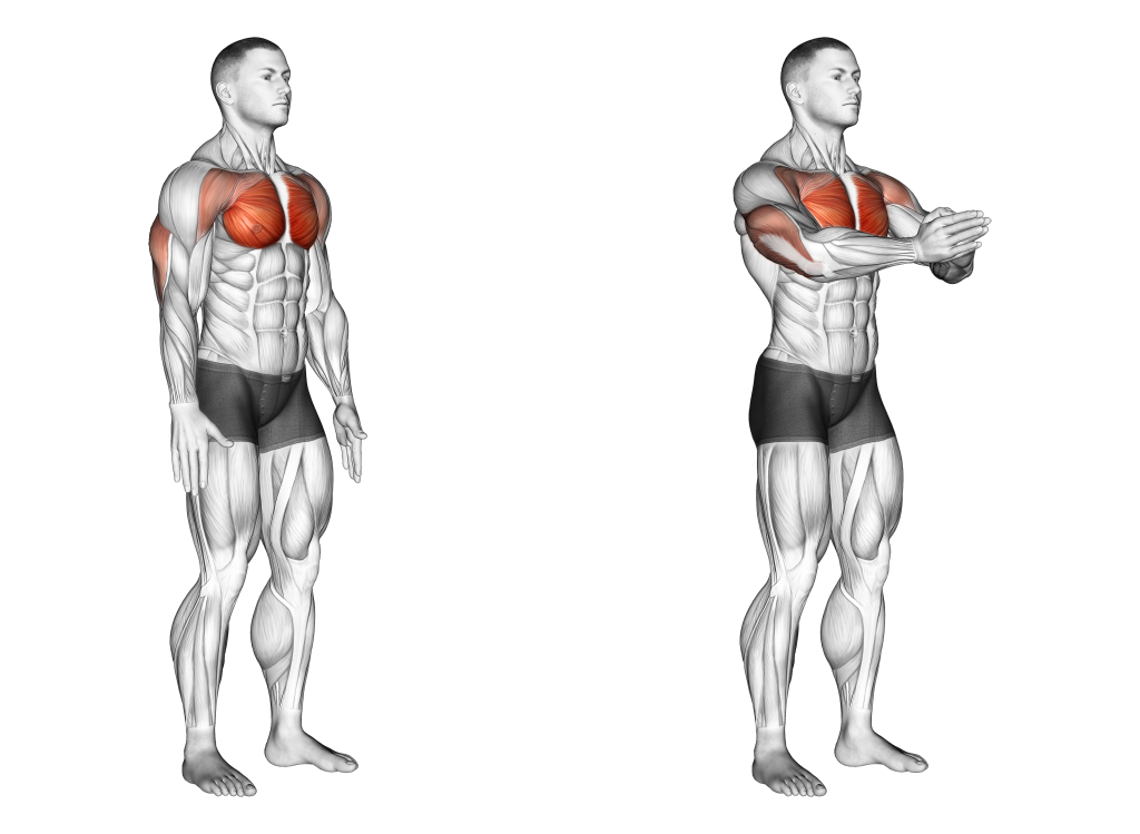 chest squeeze muscles