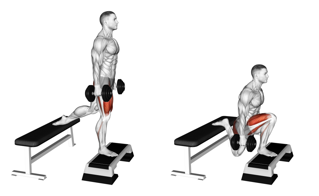 deficit Bulgarian split squat muscles