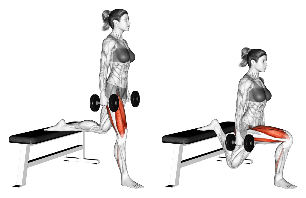 dumbbell bulgarian split squat muscles
